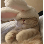 cats and buuniis