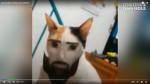 develepo