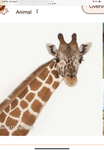 Ohanagirl229392 and giraffe group