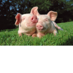 animals eeee