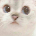 Cakitademichi
