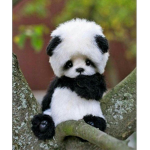 Red koala jr
