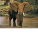 The Elephant Noob Empire