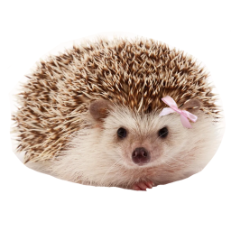 hedgehog obby