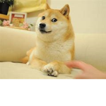 Doge Narwhal Battle Group