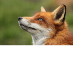 FOX ARMY (OP)