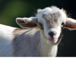 Goats are the besttttt