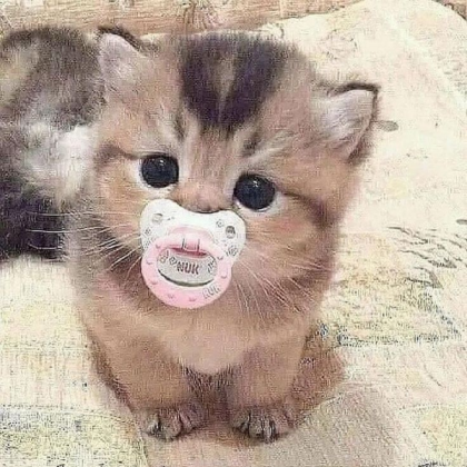 Gatito aesthetic Roblox decal