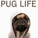 Pug Life ✌