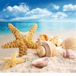 {~Seashells~}
