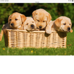 Puppy’s are amazing