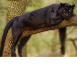Black Leopard's