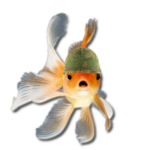 Goldfish Surplus
