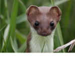 Weasle Official