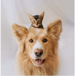 ALL CATS AND DOGS