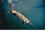 platypus vally