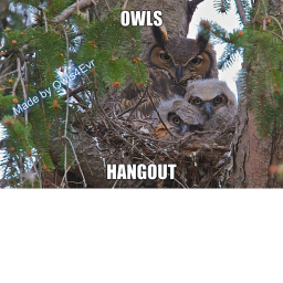 Owls Hangout
