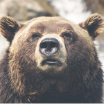 Unusual bears