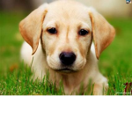 pup66634