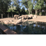 were animals