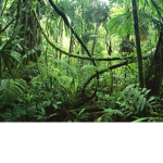 amazonians