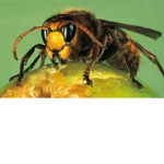 Hornet Central