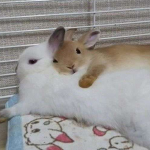 the bun legion