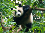 Panda group it’s cool