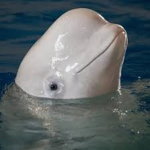 beluga.