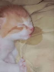 ! sleepycat