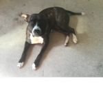 Kia fan group dog
