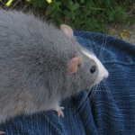 Big Rat Productions