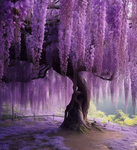 Wisteria gardenn…