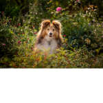 Leni's Hunde gruppe