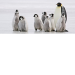 Join this group if you Love penguins