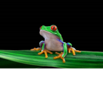 Leafy Frog Studios