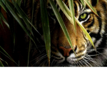 TigerBocks Clothing