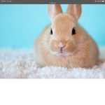 The bunny hop group :D