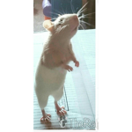Astridlpz