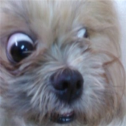 funny dog Roblox decal