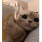 cinnamrollstar
