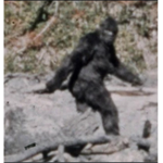 The Bigfoot search team
