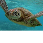 TURTLES UNlTED