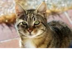 Bro this is the cat group so u better join