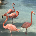 Flamingo Fans !
