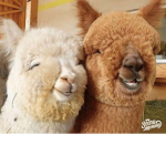 Llama love hangout!