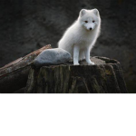 - Wolf_Ez -