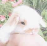Bunny Loves!