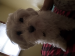 Finnie