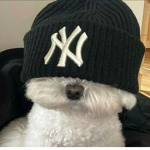 Doggies+